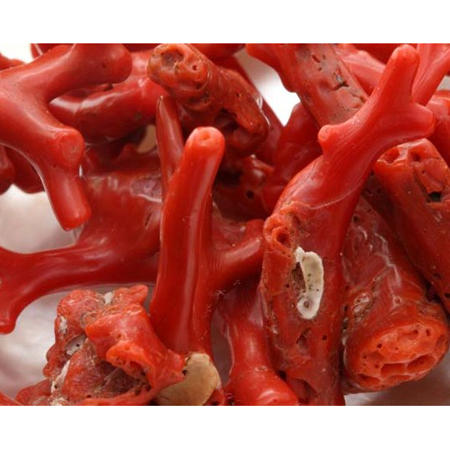 Natural Red Coral Specimen